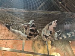 -Zoolung Zoolung动物主题公园(海信广场店)