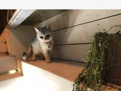 -小时光咖啡馆(北锣鼓巷店)