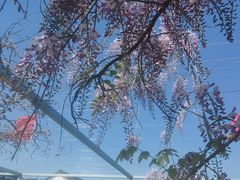 -小鱼草莓采摘园农家乐·小鱼餐厅