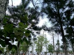 -瑶湖郊野森林公园