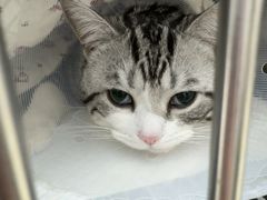 -宠福鑫康馨动物医院·骨科·眼科