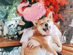 -柴犬高等学院·狗咖·柴犬售卖·宠物训练