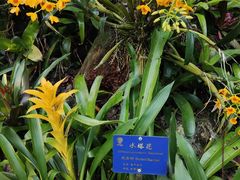 -中国科学院西双版纳热带植物园