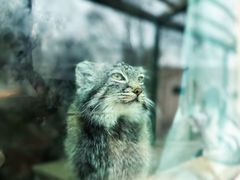 -青藏高原野生动物园