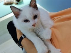 -喵的天空名猫咖啡馆·撸猫·猫舍·用品