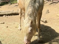-神户市立六甲山牧场