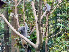 -广州长隆野生动物世界