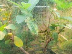 -上海大自然野生昆虫馆(东方明珠·爬宠昆虫探索中心)
