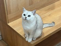 -是阿柴呀！柴犬咖啡·爱喵喵猫咖