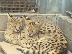 -石家庄市动物园