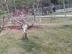 -神光山国家森林公园