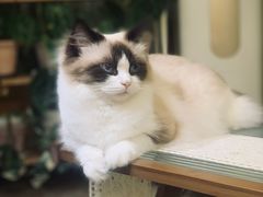 -Rabbit Cafe私房西餐甜点咖啡(栖霞路店)