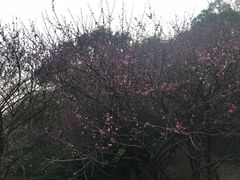 景点-金鸡山公园