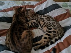 -猫大福·Fortune Cat猫舍(百子湾店)