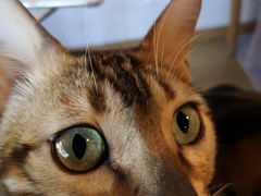-Cappucimeow猫咪咖啡馆(韦伯时代店)