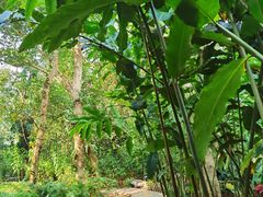 -中国科学院西双版纳热带植物园