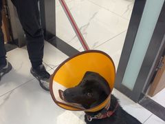 -嘉馨宠物医院·CT影像转诊·心脏科·犬猫全科诊疗中心(下沙大学城院区)