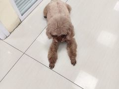 -全心全意连锁动物医院·微创中心·内科急重症·心脏专科(丰管路店)