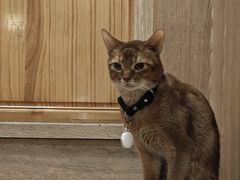 -MOCHA明星猫咖(田子坊店)