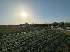 -荷兰花海