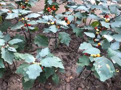 -南通洲际绿博园