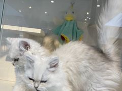 -萌兽医馆·眼科·异宠专科(三里屯店)