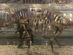 -国家自然博物馆