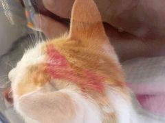 -中农国际动物医院24小时·猫科·骨科·急重症中心