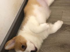 -浣熊柯尔鸭土拨鼠·电玩咖