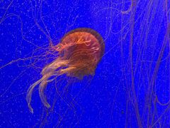 -上海海洋水族馆