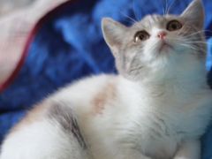 -Bastet sally猫舍购宠(静安店)