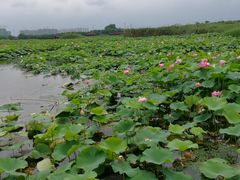 -荷塘月色湿地公园·向阳花洲