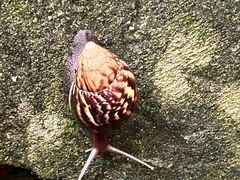 -西双版纳原始森林公园