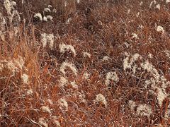 -汉长安城未央宫国家考古遗址公园