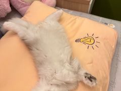 -屋虎猫馆(宝安大仟里店)
