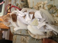 -纳吉亚猫专科动物医院(康都外科中心)