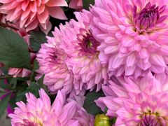 -上海植物园-4号门售票处