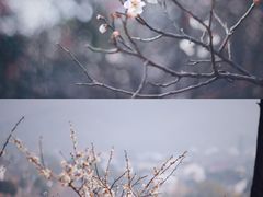 -香雪海