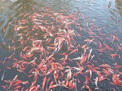 -太白山御龙湾温泉