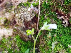 -南国桃园旅游度假区