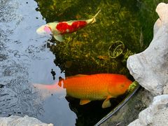 -鲤院·新中式美学·庭院餐厅(夫子庙店)