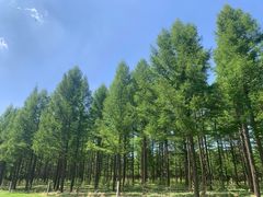 -塞罕坝国家级自然保护区