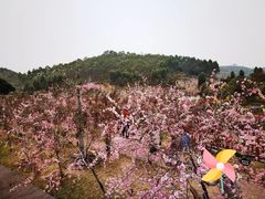 -田园寨农园观光园