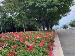 -深圳湾公园(南山区)