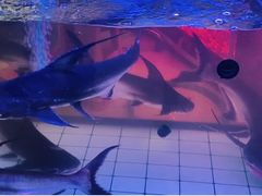 -中环花鸟鱼虫市场