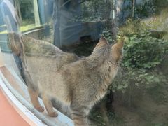 -青藏高原野生动物园