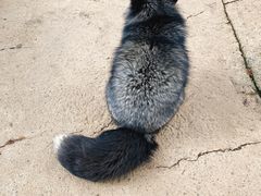 -宫城藏王狐狸村