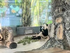 -海南热带野生动植物园
