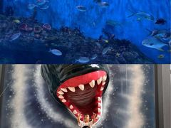 -海合安成都极地海洋公园
