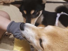 -逗柴咖啡屋·狗咖猫咖宠物桌游